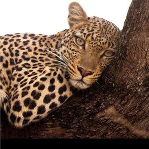 Meet your Posher, Kissymarie